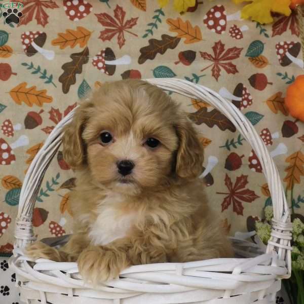 Charlie, Lhasa-Poo Puppy