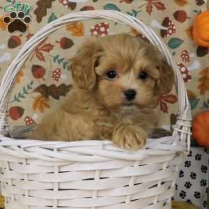 Charlie, Lhasa-Poo Puppy