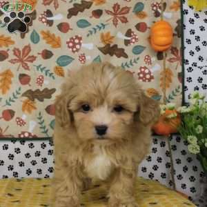 Charlie, Lhasa-Poo Puppy