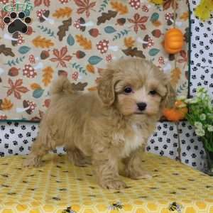 Charlie, Lhasa-Poo Puppy