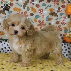 Charlie, Lhasa-Poo Puppy