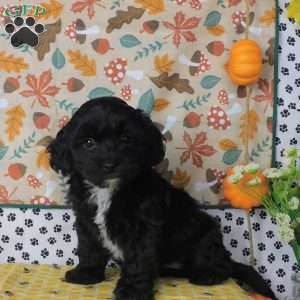 Chris, Lhasa-Poo Puppy