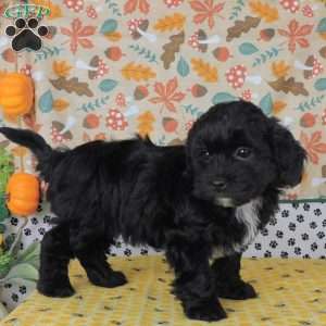 Chris, Lhasa-Poo Puppy