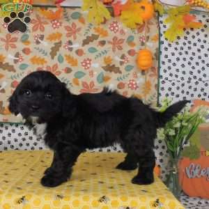 Chris, Lhasa-Poo Puppy