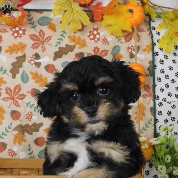 Corey, Lhasa-Poo Puppy