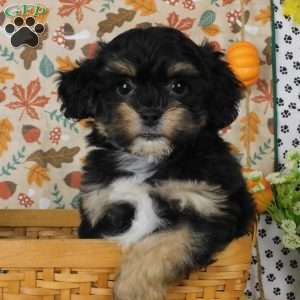 Corey, Lhasa-Poo Puppy