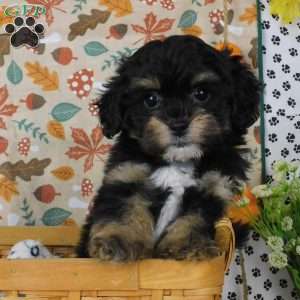 Corey, Lhasa-Poo Puppy