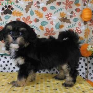 Corey, Lhasa-Poo Puppy