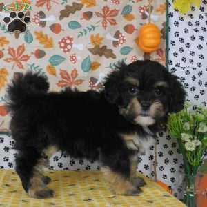 Corey, Lhasa-Poo Puppy