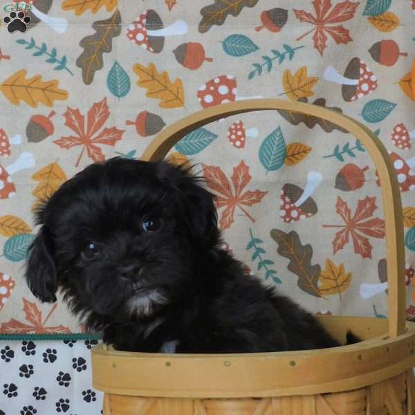 Cody, Lhasa-Poo Puppy