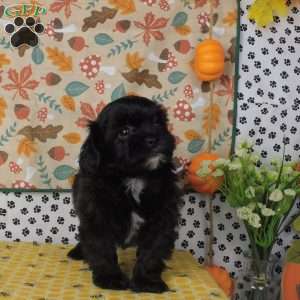 Cody, Lhasa-Poo Puppy