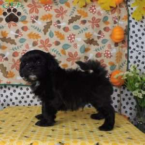 Cody, Lhasa-Poo Puppy