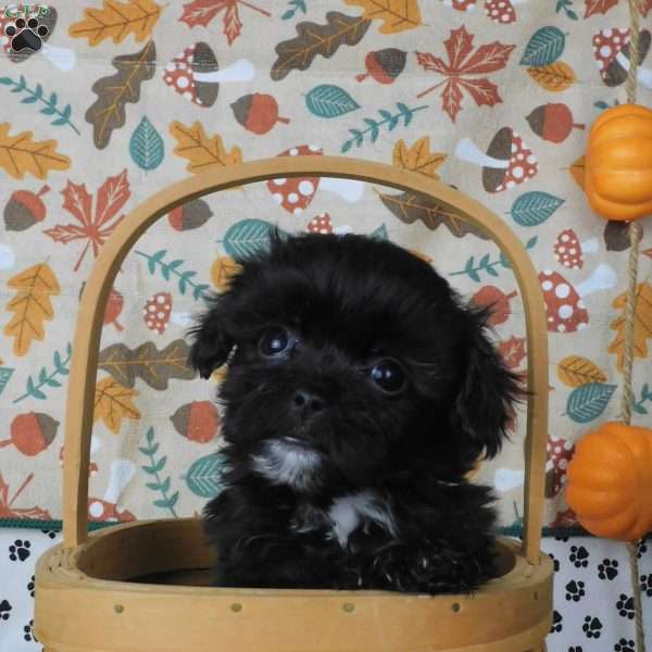 Curtis, Lhasa-Poo Puppy