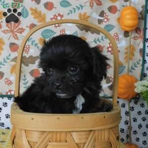 Curtis, Lhasa-Poo Puppy