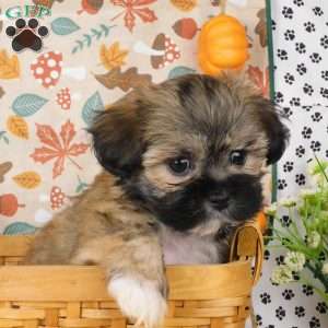 Vinny, Lhasa-Poo Puppy