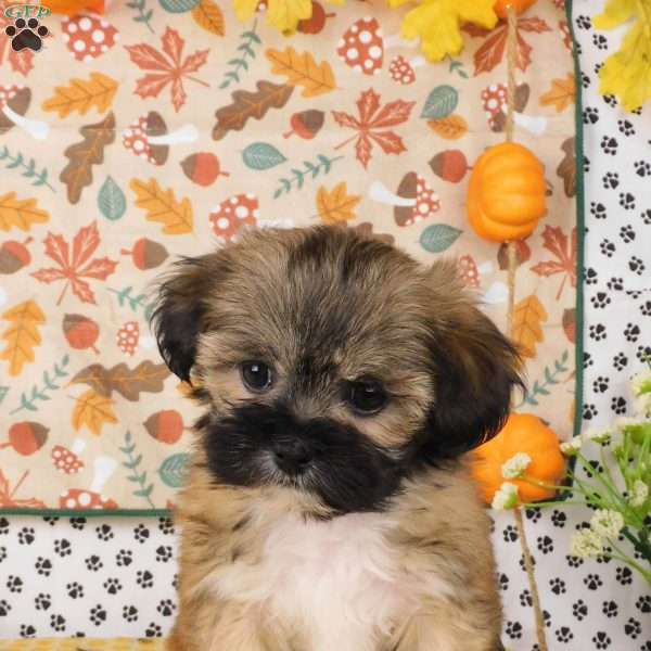 Vinny, Lhasa-Poo Puppy