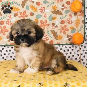 Vinny, Lhasa-Poo Puppy