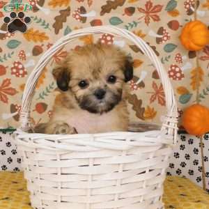 Victor, Lhasa-Poo Puppy