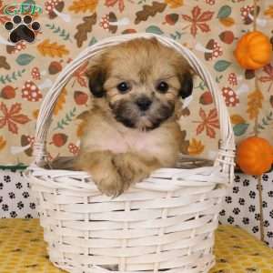 Victor, Lhasa-Poo Puppy