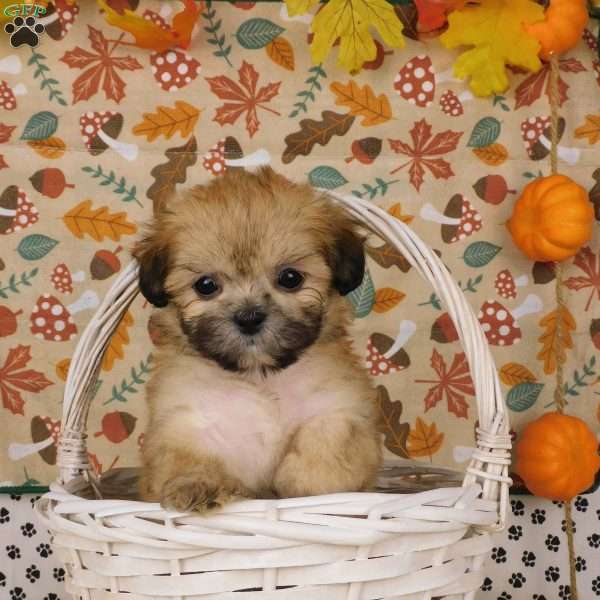 Victor, Lhasa-Poo Puppy