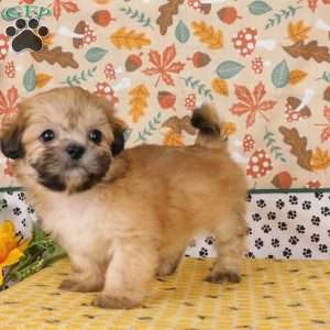 Victor, Lhasa-Poo Puppy