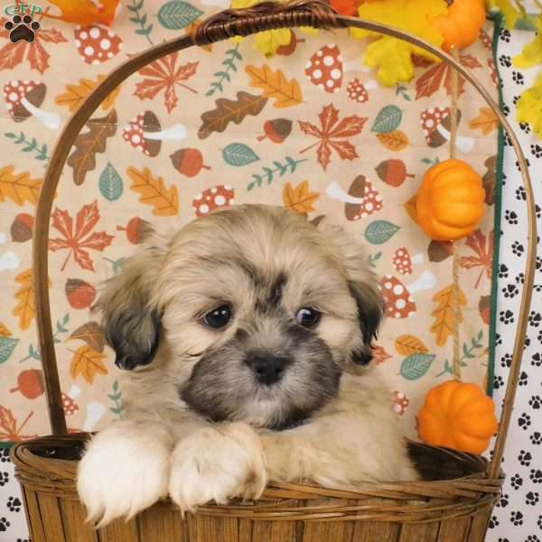 Vjay, Lhasa-Poo Puppy