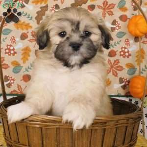 Vjay, Lhasa-Poo Puppy