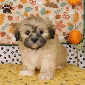 Vjay, Lhasa-Poo Puppy