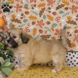 Vjay, Lhasa-Poo Puppy