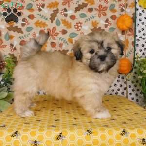 Vjay, Lhasa-Poo Puppy