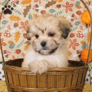 Lhasa poo shops pictures