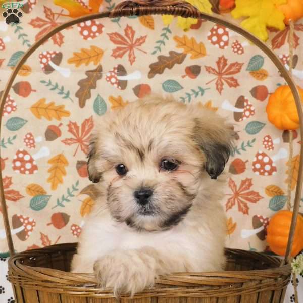 Venus, Lhasa-Poo Puppy