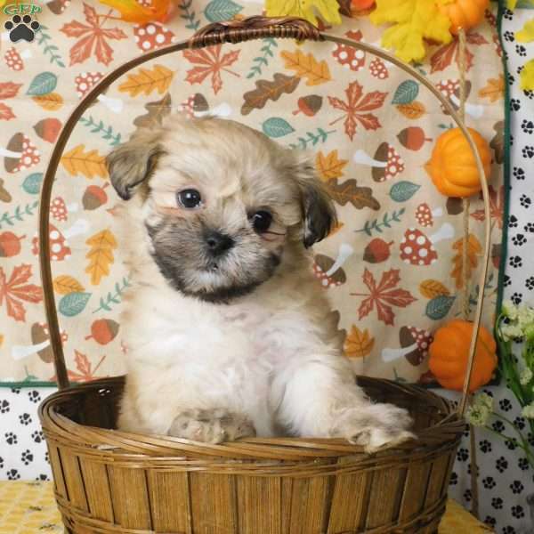 Vicky, Lhasa-Poo Puppy