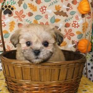 Vicky, Lhasa-Poo Puppy