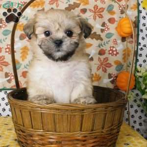 Vicky, Lhasa-Poo Puppy