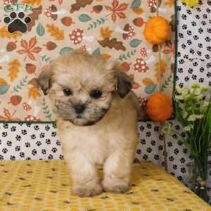 Vicky, Lhasa-Poo Puppy