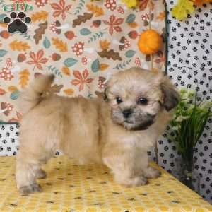 Vicky, Lhasa-Poo Puppy