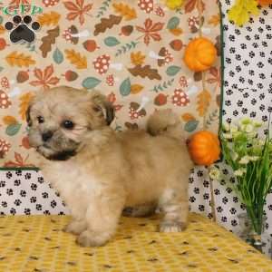 Vicky, Lhasa-Poo Puppy