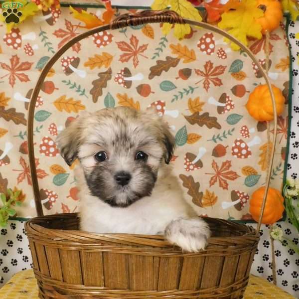 Virginia, Lhasa-Poo Puppy