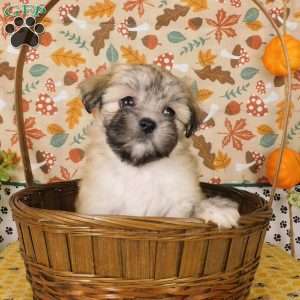 Virginia, Lhasa-Poo Puppy