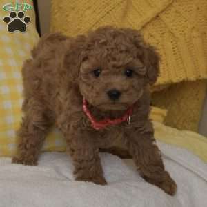 Rocky, Toy Poodle Puppy