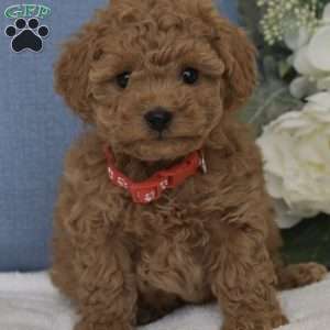 Rocky, Toy Poodle Puppy