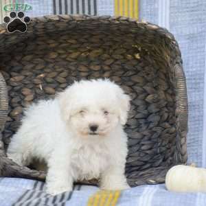 Sparky, Bichon Frise Puppy