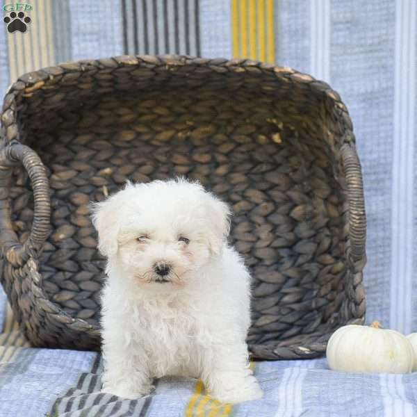 Sparky, Bichon Frise Puppy