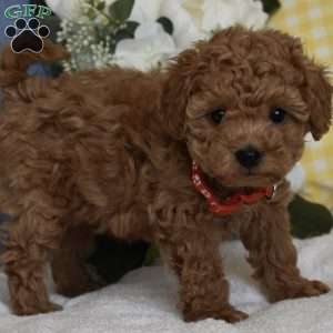 Rocky, Toy Poodle Puppy