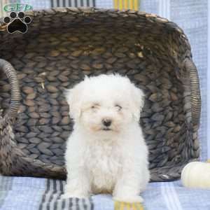 Sparky, Bichon Frise Puppy