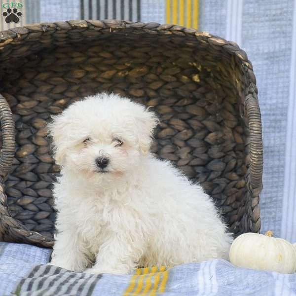 Lucky, Bichon Frise Puppy