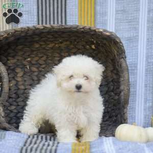 Lucky, Bichon Frise Puppy