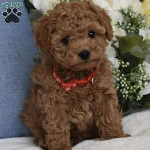 Rocky, Toy Poodle Puppy