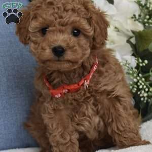 Rocky, Toy Poodle Puppy